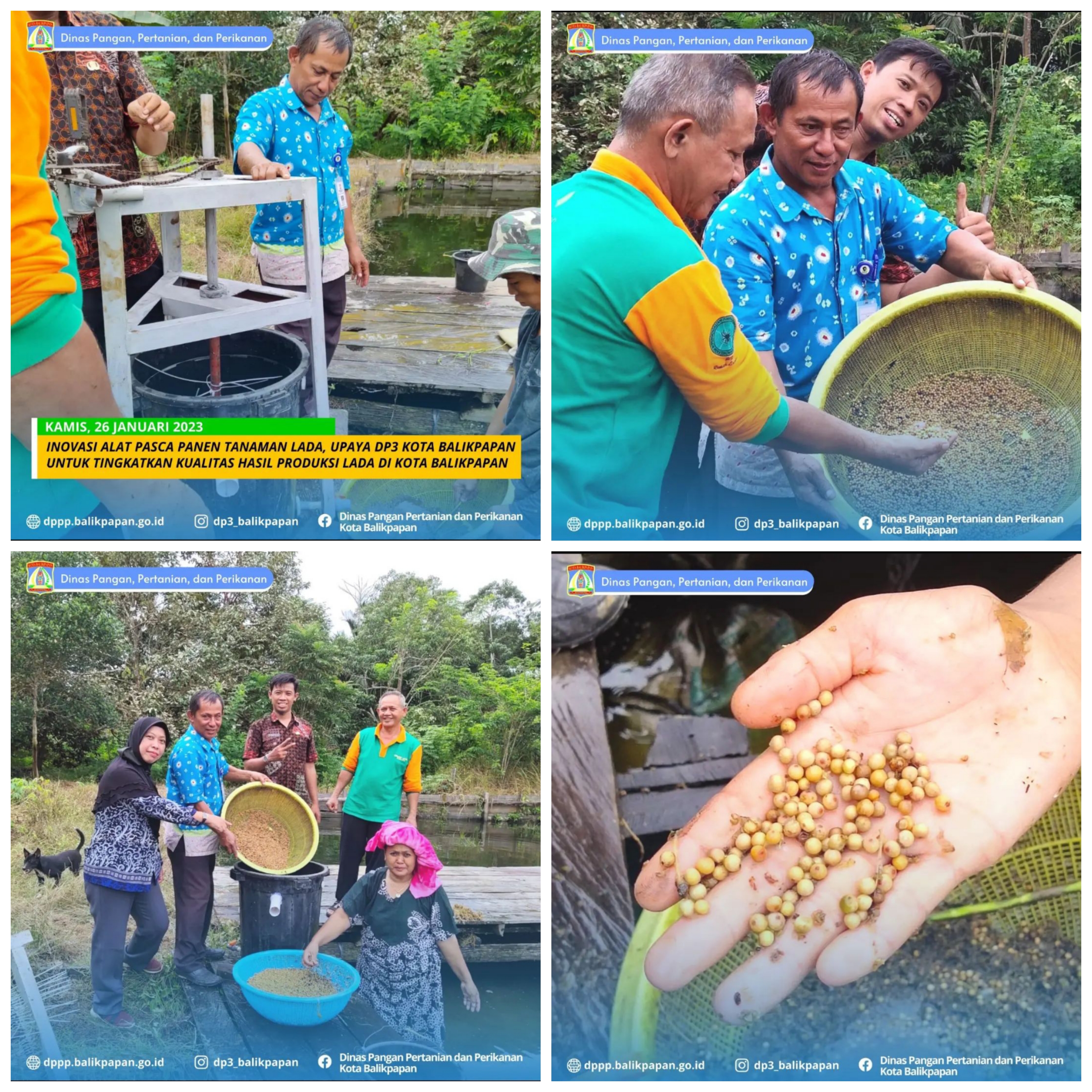 Inovasi Alat Pasca Panen Tanaman Lada, Upaya DP3 untuk Tingkatkan Kualitas Hasil Produksi Lada di Kota Balikpapan Inovasi Alat Pasca Panen Tanaman Lada, Upaya DP3 untuk Tingkatkan Kualitas Hasil Produksi Lada di Kota Balikpapan