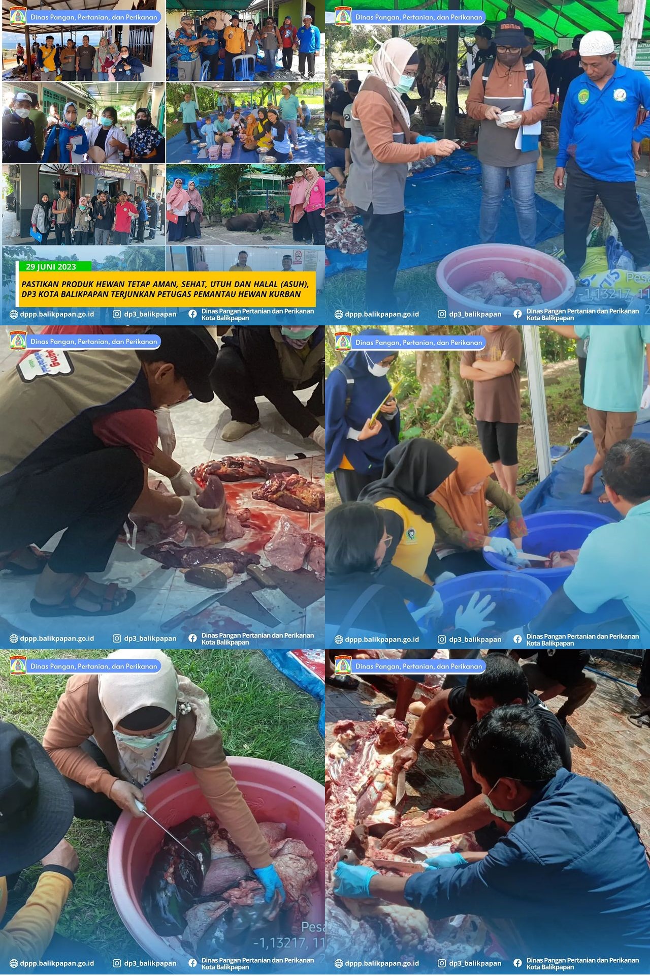 DP3 Kota Balikpapan Terjunkan Petugas Pemeriksa Hewan Kurban DP3 Kota Balikpapan Terjunkan Petugas Pemeriksa Hewan Kurban