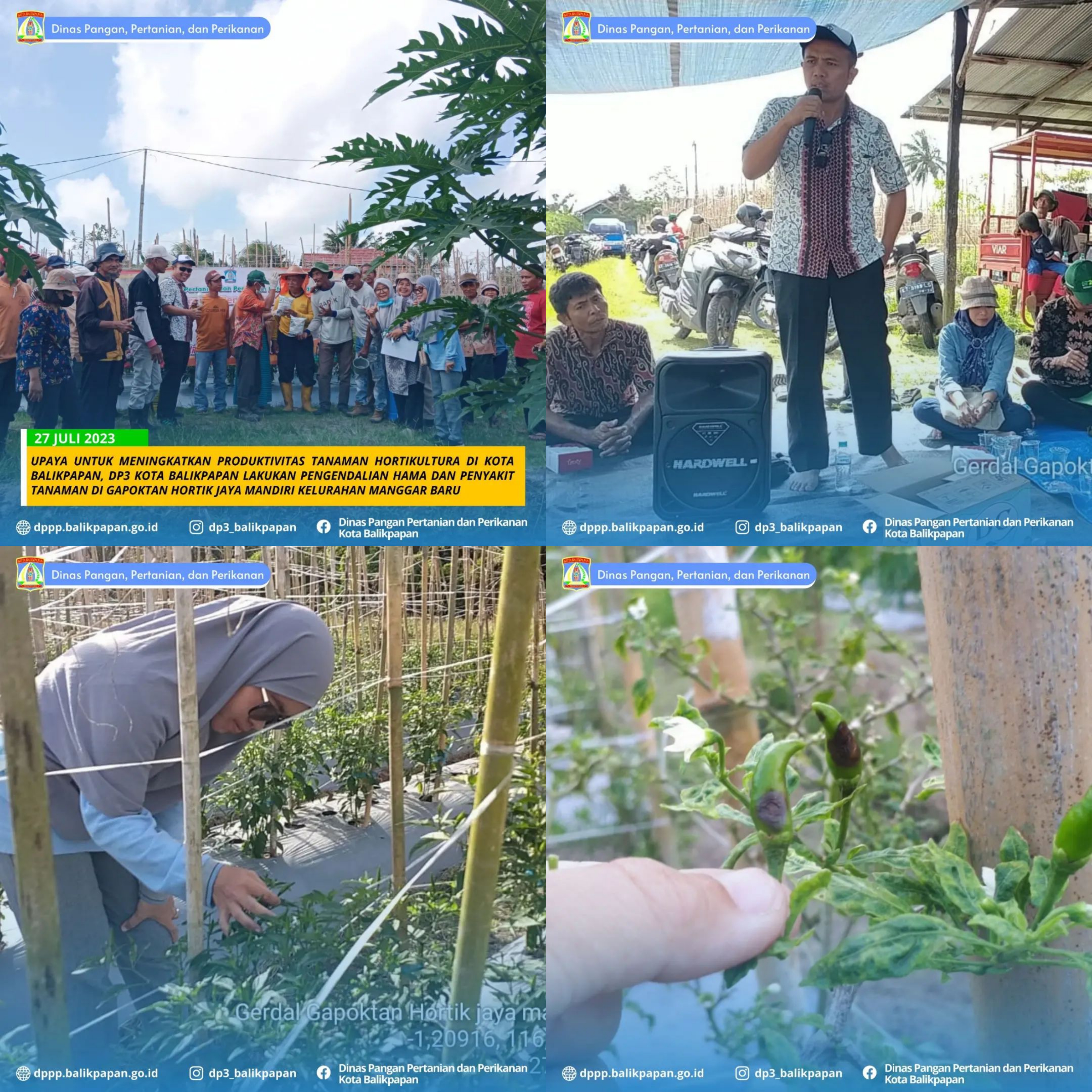 Upaya untuk Meningkatkan Produktivitas Tanaman Hortikultura di Kota Balikpapan Upaya untuk Meningkatkan Produktivitas Tanaman Hortikultura di Kota Balikpapan