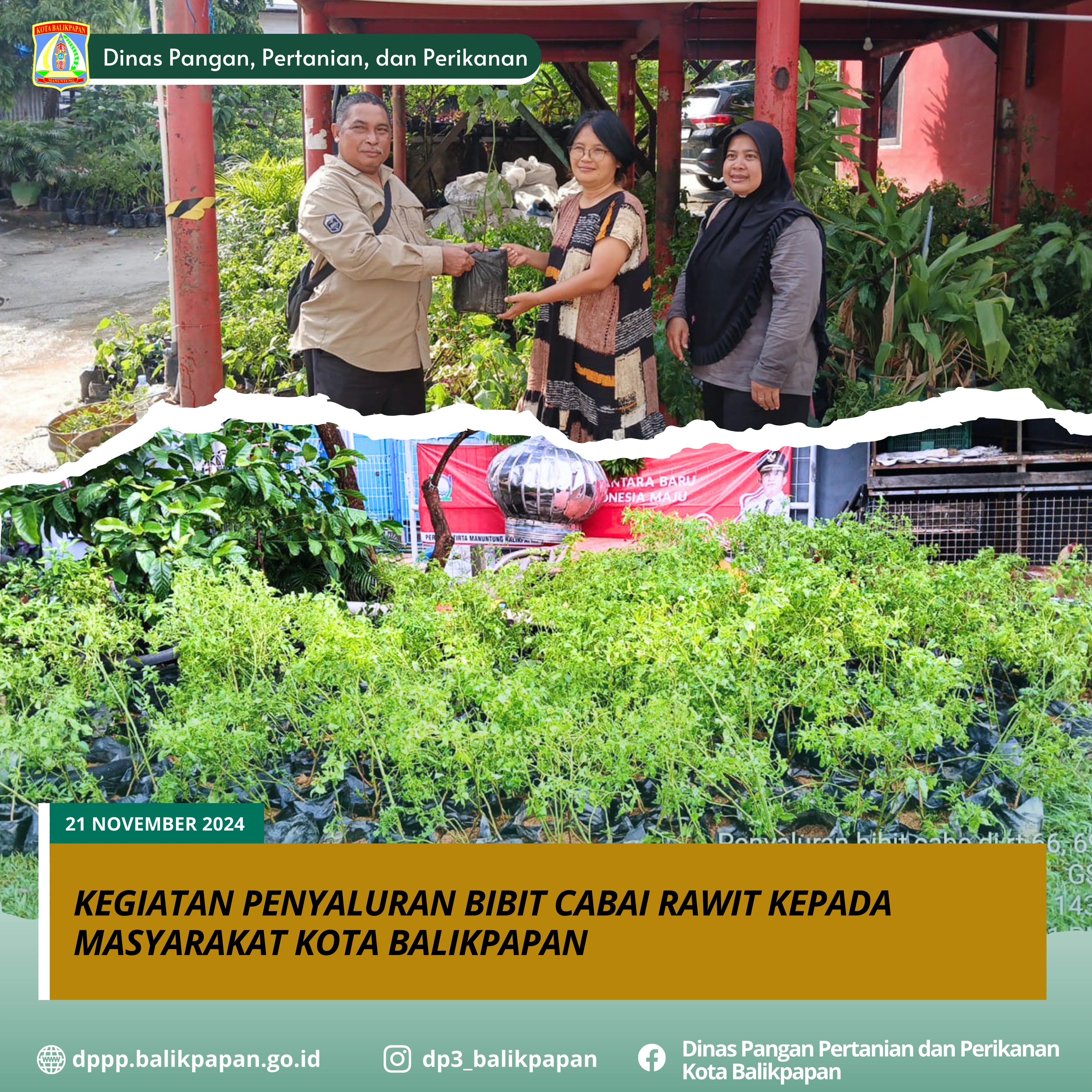Kegiatan Penyaluran Bibit Cabai Rawit kepada Masyarakat Kota Balikpapan Kegiatan Penyaluran Bibit Cabai Rawit kepada Masyarakat Kota Balikpapan