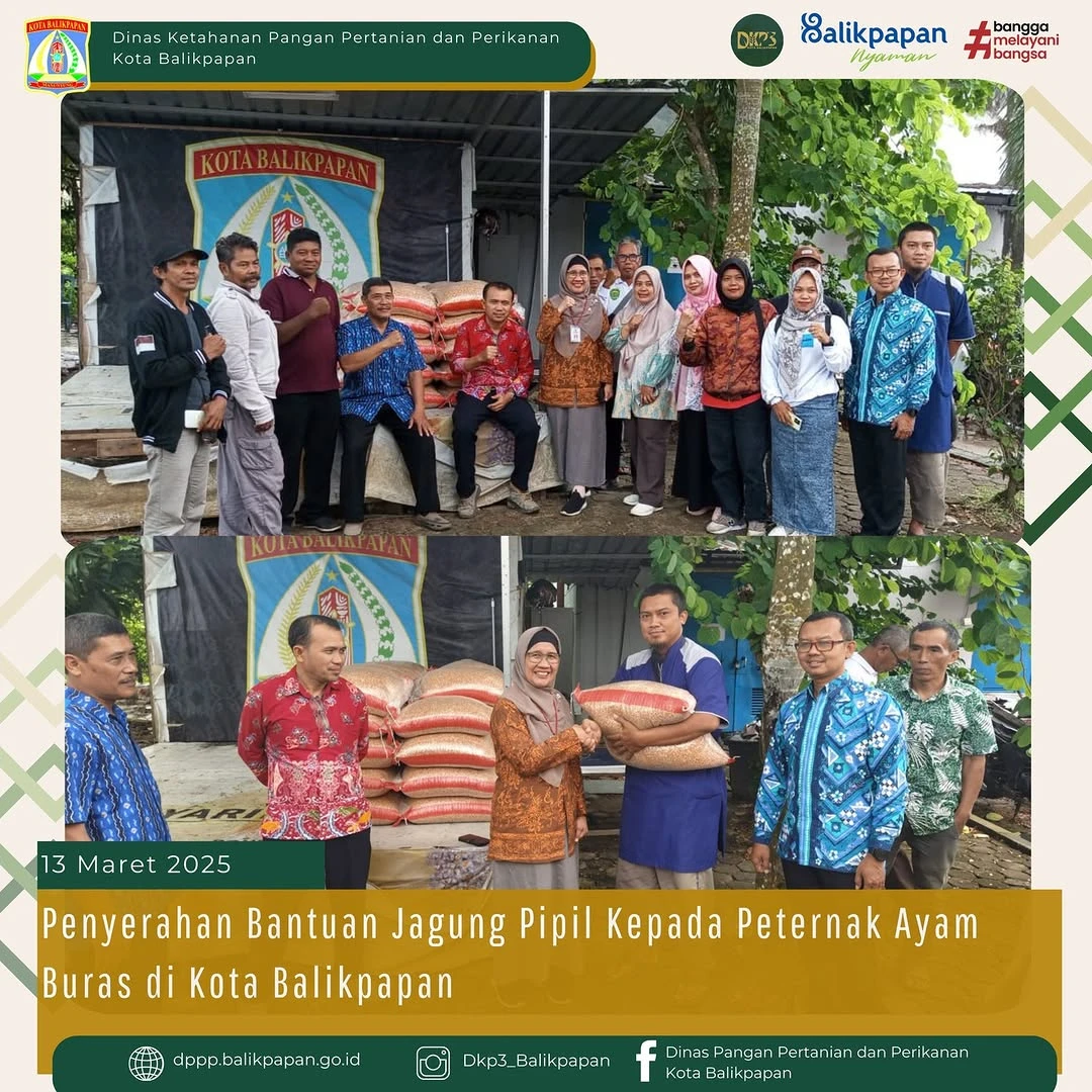 Penyerahan Bantuan Jagung Pipil kepada Peternak Ayam Buras di Kota Balikpapan Penyerahan Bantuan Jagung Pipil kepada Peternak Ayam Buras di Kota Balikpapan