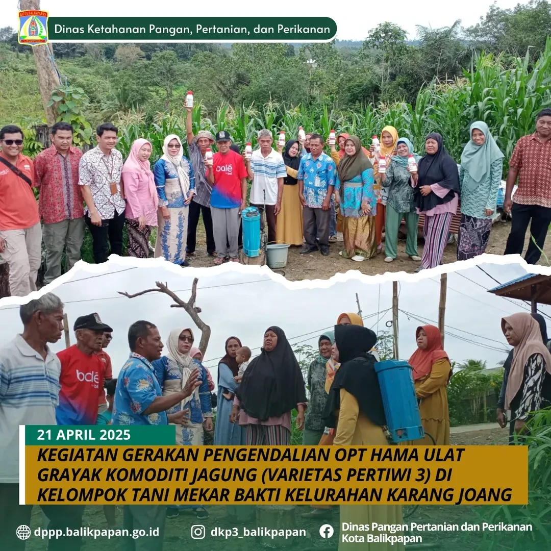 Kegiatan Gerakan Pengendalian Organisme Pengganggu Tumbuhan (OPT) di Kelompok Tani Mekar Bakti (KM.21) Kelurahan Karang Joang Tahun 2025 Kegiatan Gerakan Pengendalian Organisme Pengganggu Tumbuhan (OPT) di Kelompok Tani Mekar Bakti (KM.21) Kelurahan Karang Joang Tahun 2025
